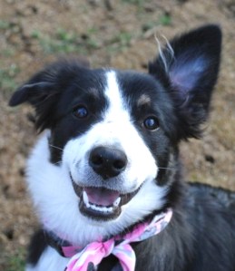 Daisy Photo snapheal