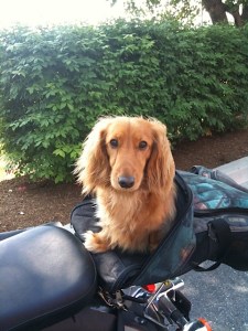 Photo from client of Magoo